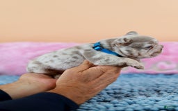 French Bulldog dogs for sale: Dante - Image 4
