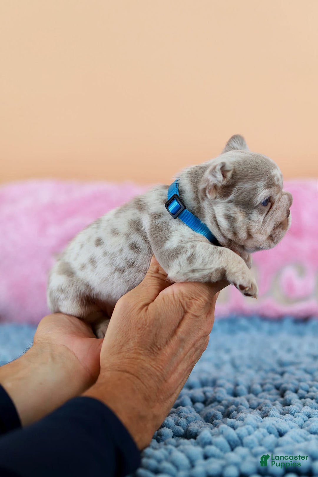 French Bulldog dogs for sale: Dante - Image 4