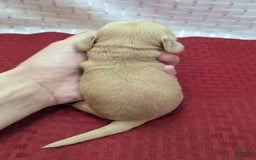 Cockapoo dogs for sale: Fishlegs - Image 3
