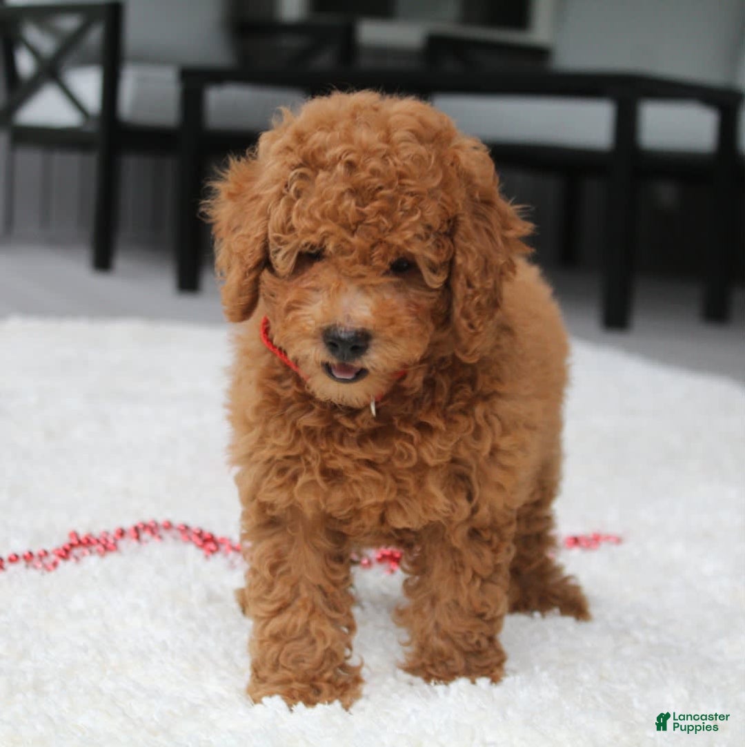 Miniature Poodle dogs for sale: Miniature Poodle 3 puppies - Image 6
