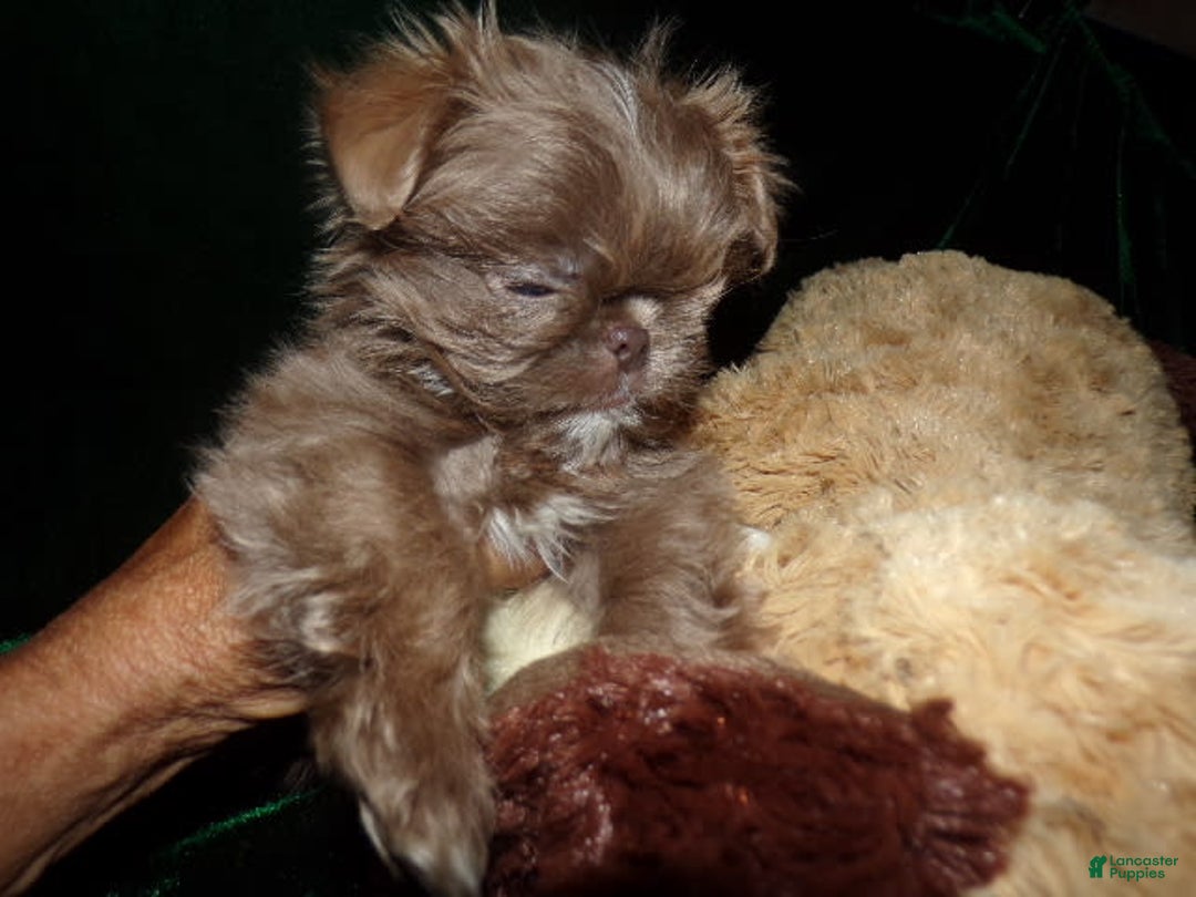 Shih Tzu dogs for sale: Full AKC Jasper - Image 7