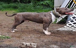 American Bully dogs for sale: Majestic - Image 28