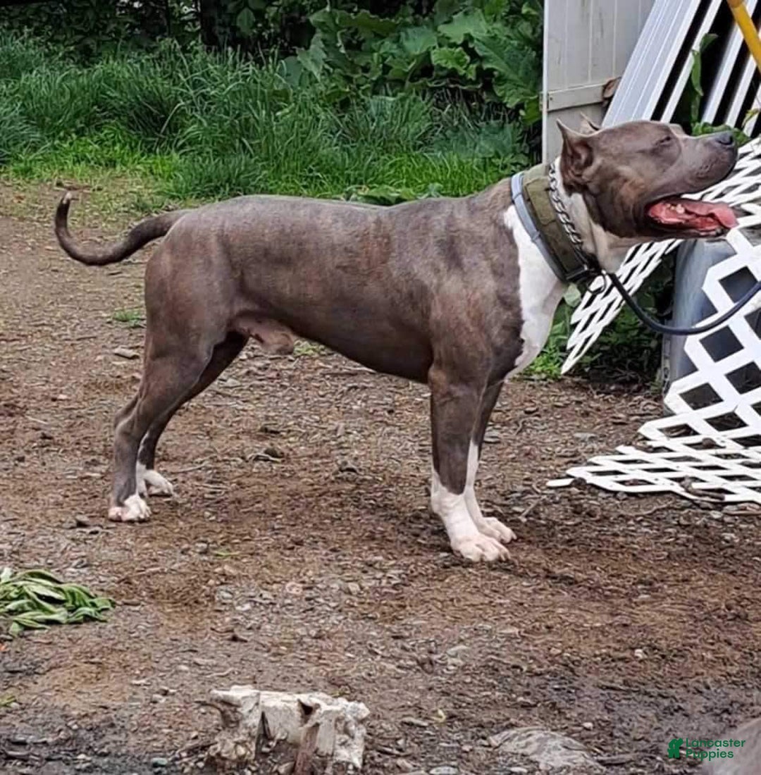 American Bully dogs for sale: Majestic - Image 28