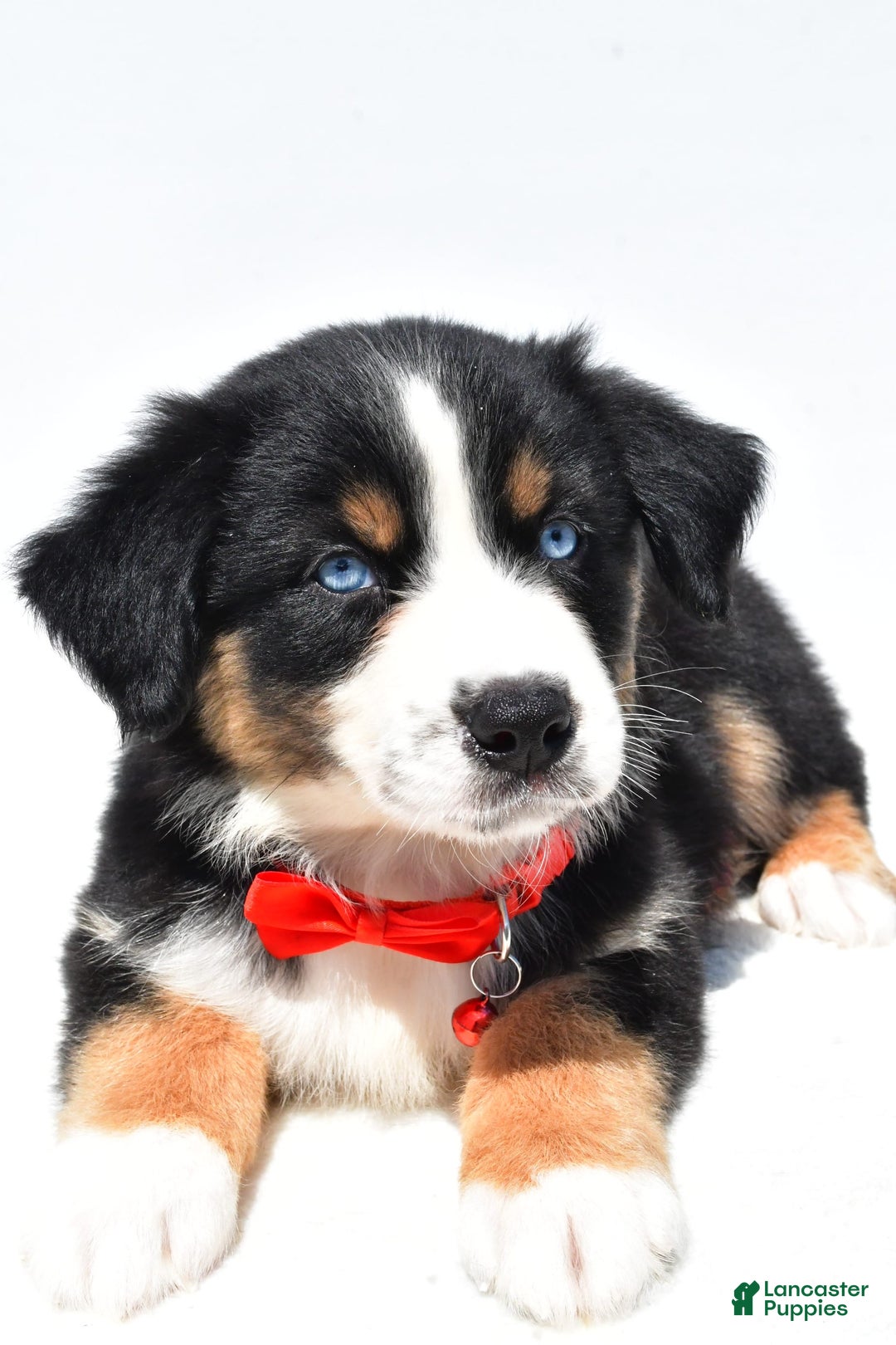 Australian Shepherd dogs for sale: Kyle - Image 5