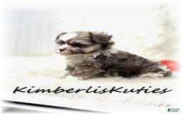 Maltipoo dogs for sale: Little Miles - Image 4