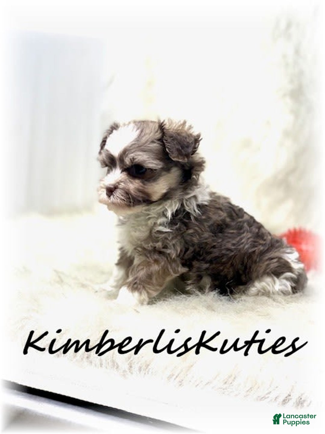 Maltipoo dogs for sale: Little Miles - Image 4