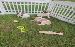 Jack Russell Terrier dogs for sale: Jack Russell Male Puck - Image 19