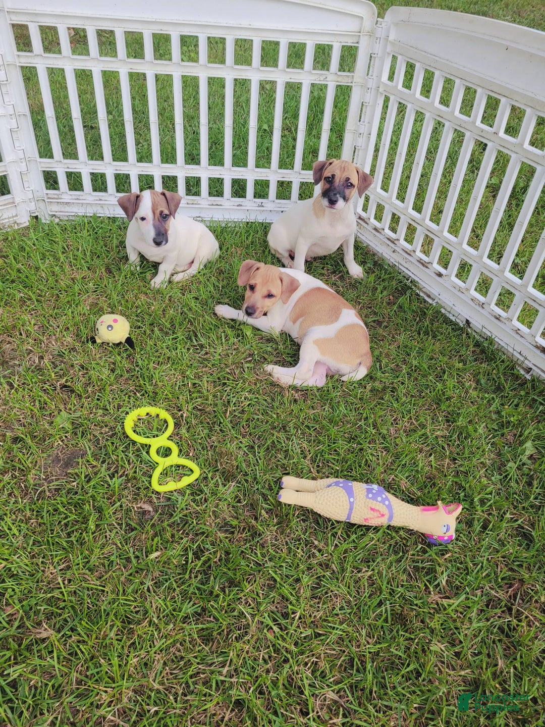 Jack Russell Terrier dogs for sale: Jack Russell Male Puck - Image 19
