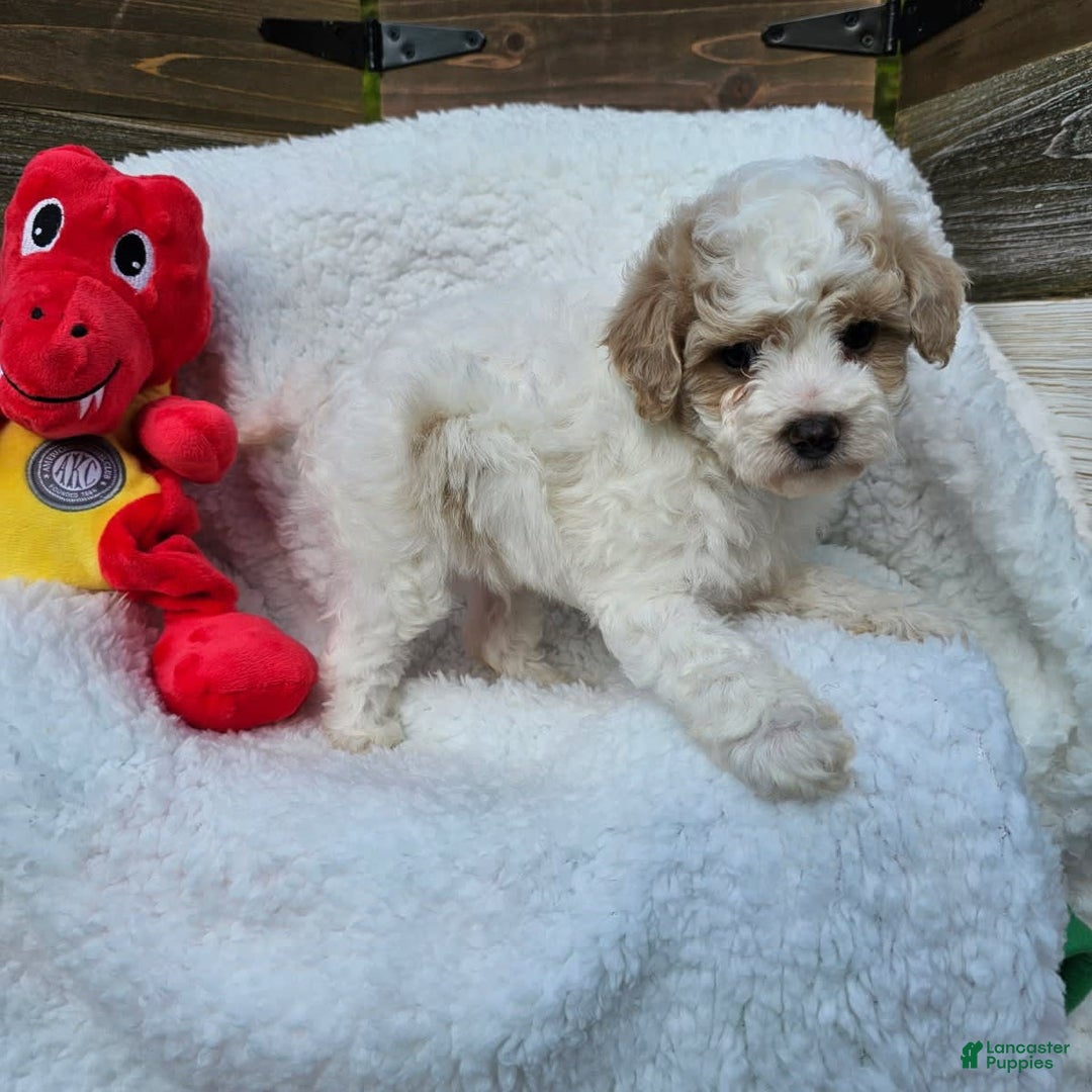 Toy Poodle dogs for sale: Sage - Image 1