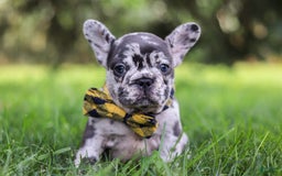 French Bulldog dogs for sale: Collin - Image 2