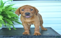 Labrador Retriever dogs for sale: Yosemite - Image 2