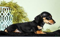 Miniature Dachshund dogs for sale: Dakota - Image 4