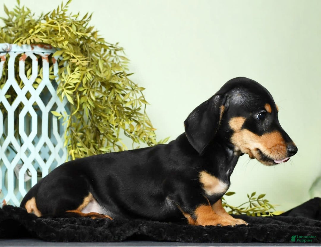 Miniature Dachshund dogs for sale: Dakota - Image 4