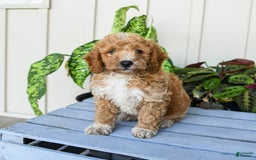 Mini Goldendoodle dogs for sale: Metro - Image 4