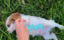 Cavalier King Charles Spaniel dogs for sale: Bluey - Image 3