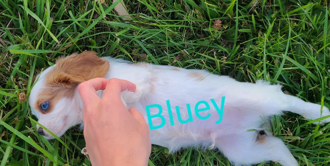 Cavalier King Charles Spaniel dogs for sale: Bluey - Image 3