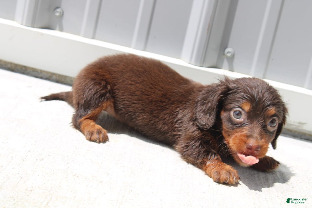 Dachshund dogs for sale: Angel Mini - Image 8