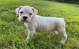 Boxer dogs for sale: Spencer - Image 8