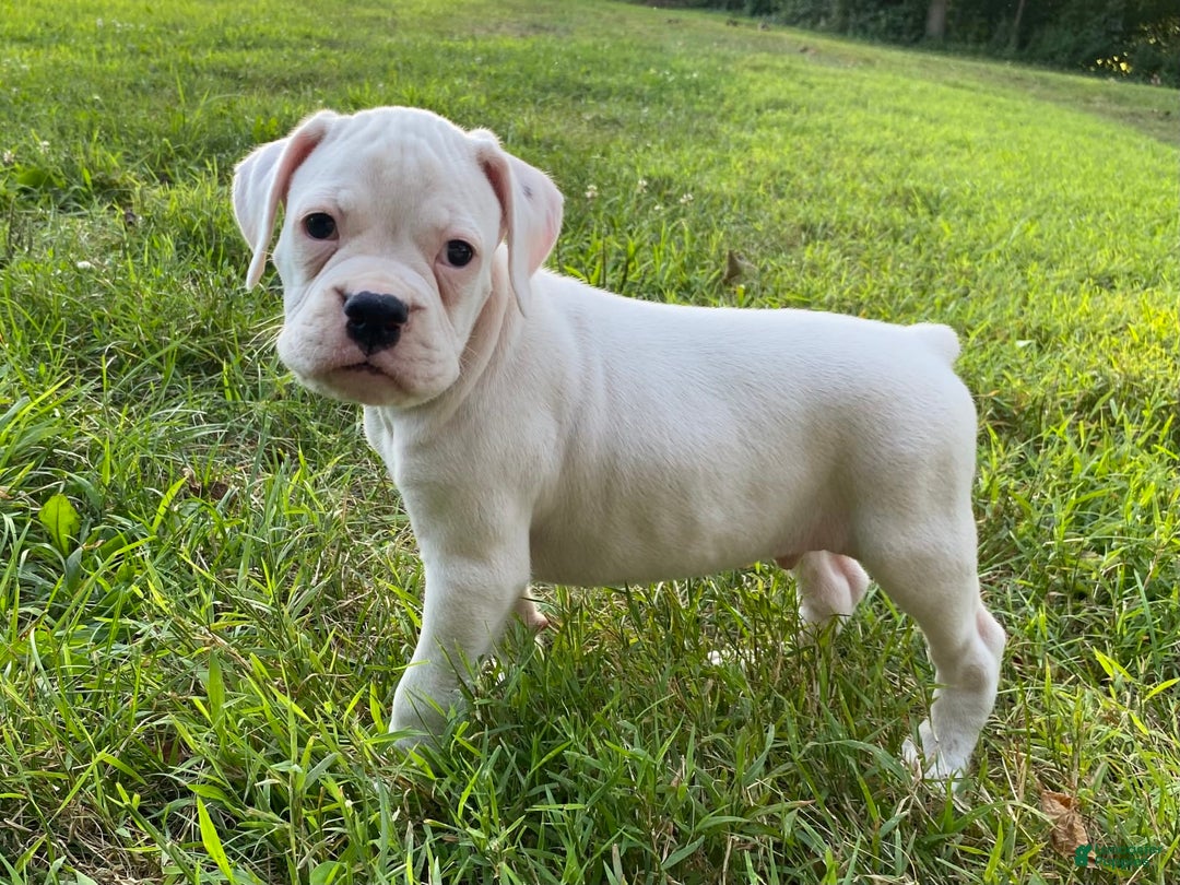 Boxer dogs for sale: Spencer - Image 8