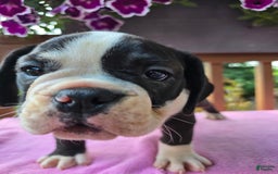English Bulldog dogs for sale: Petunia - Image 9