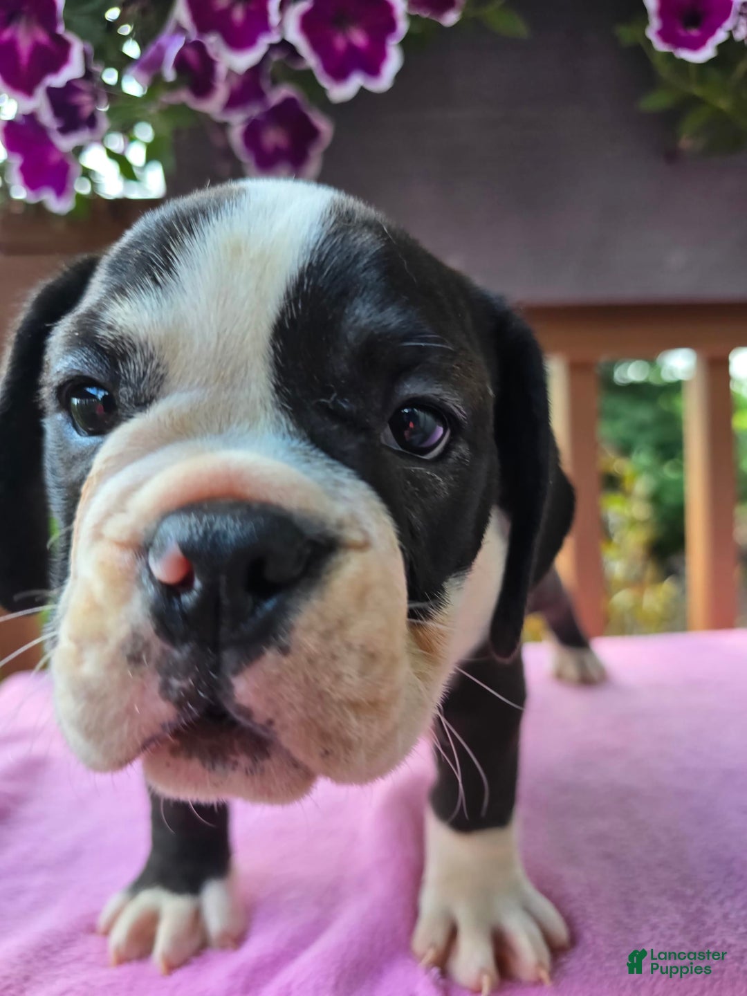 English Bulldog dogs for sale: Petunia - Image 9