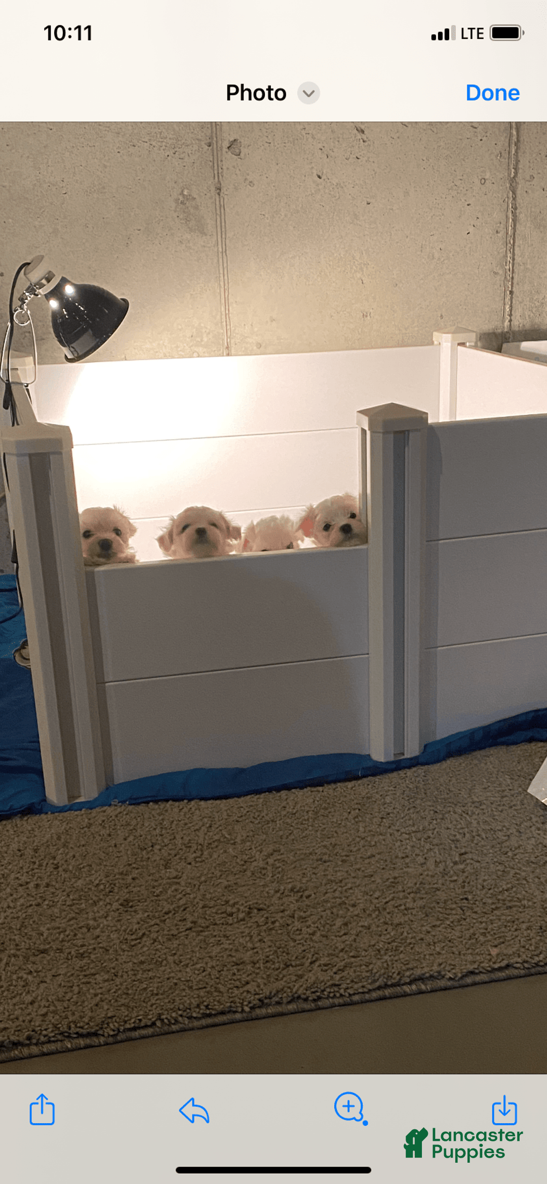Teddy Bear dogs for sale: Ben - Image 2