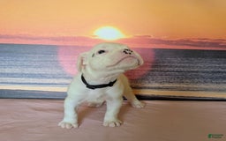 Boxer dogs for sale: Ghost - Image 4
