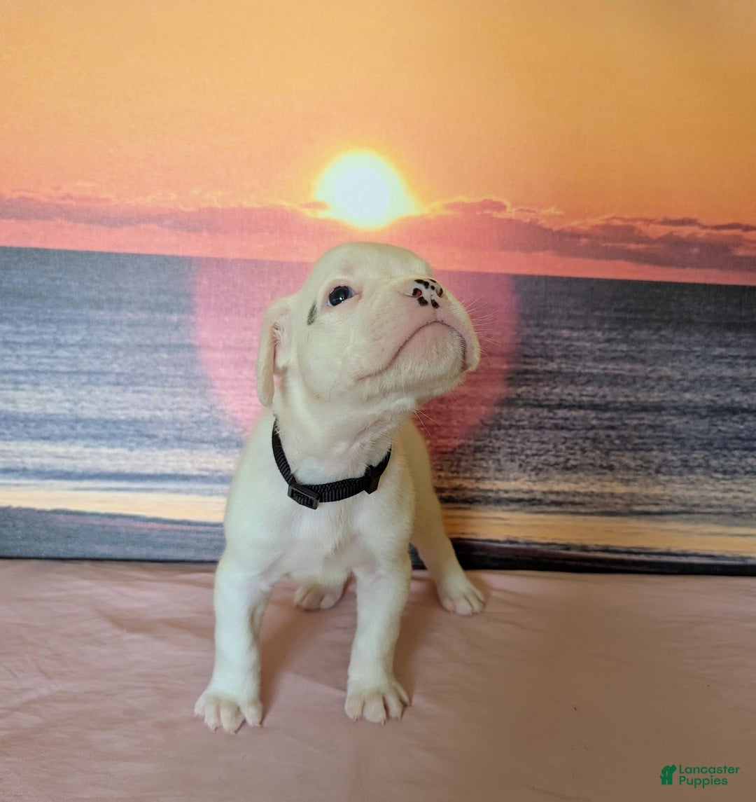 Boxer dogs for sale: Ghost - Image 4