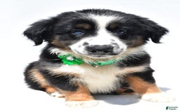 Miniature Australian Shepherd dogs for sale: Twinkle - Image 4