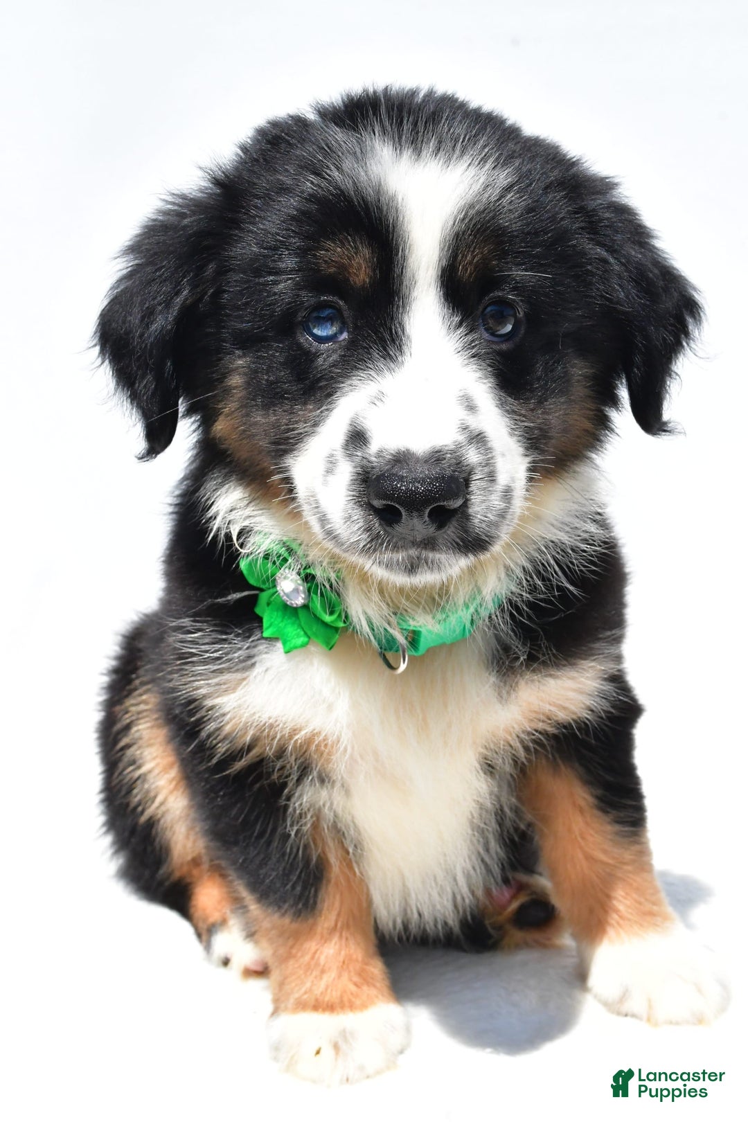 Miniature Australian Shepherd dogs for sale: Twinkle - Image 4