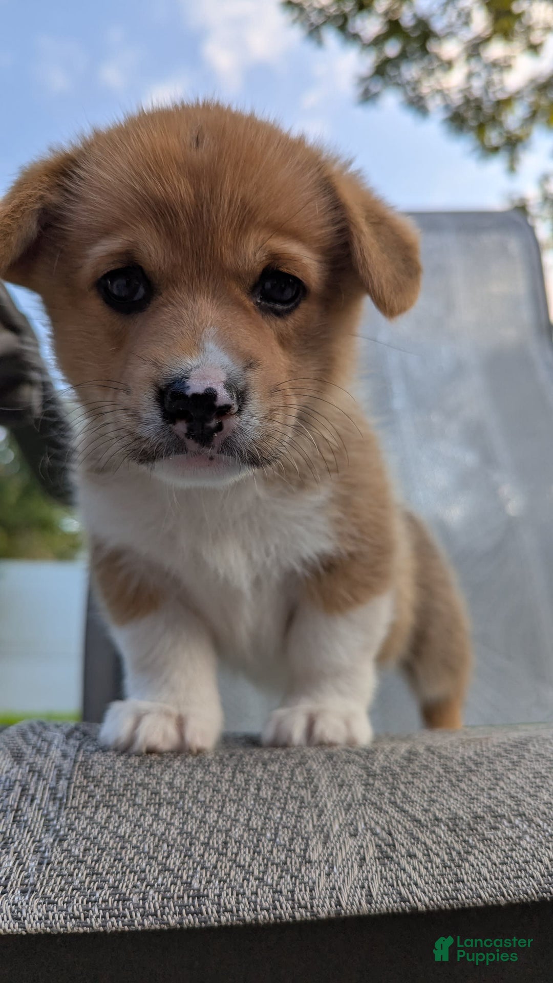 Welsh Corgi Pembroke dogs for sale: Redwhitefemale - Image 1