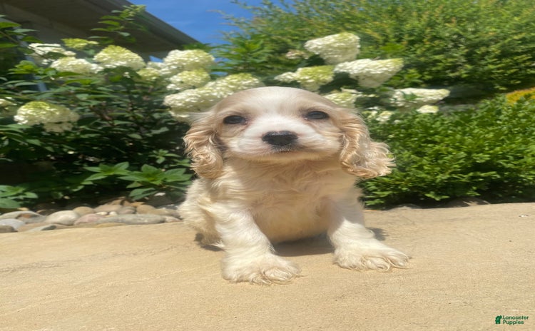 Cocker Spaniel dogs for sale - Ad 5