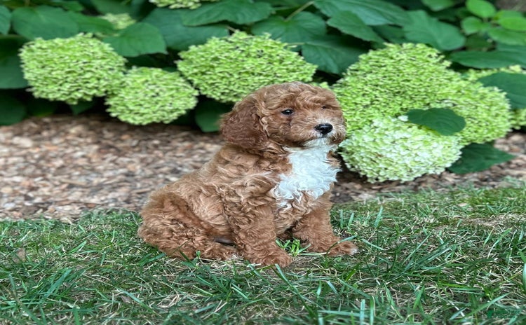 Mini Goldendoodle dogs for sale - Ad 4