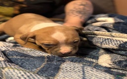 American Bully dogs for sale: Blossom - Image 9