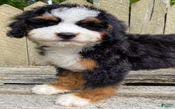 Mini Bernedoodle dogs for sale: 💙 Boston Ma 💙 Mini Bernedoodle - Image 20