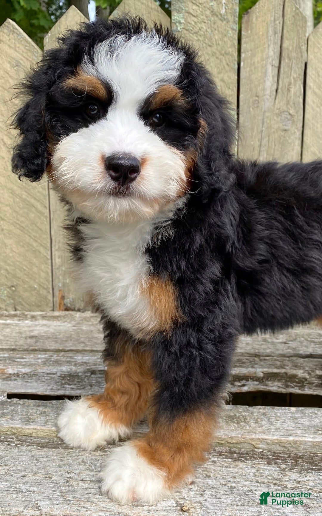 Mini Bernedoodle dogs for sale: 💙 Boston Ma 💙 Mini Bernedoodle - Image 20