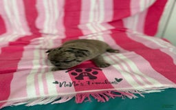 French Bulldog dogs for sale: Akc Blue Merle - Image 23