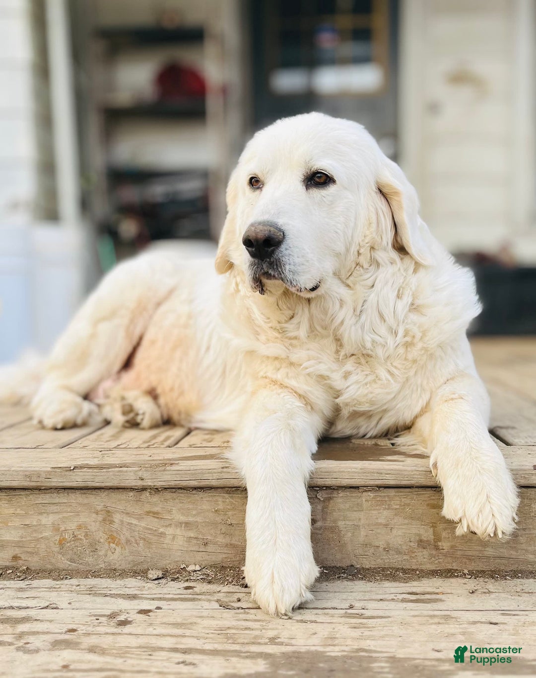 Maremma Sheepdog dogs for sale: Daisy - Image 11