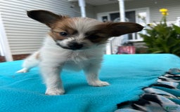 Papillon dogs for sale: Male Puppy 1 - Image 1