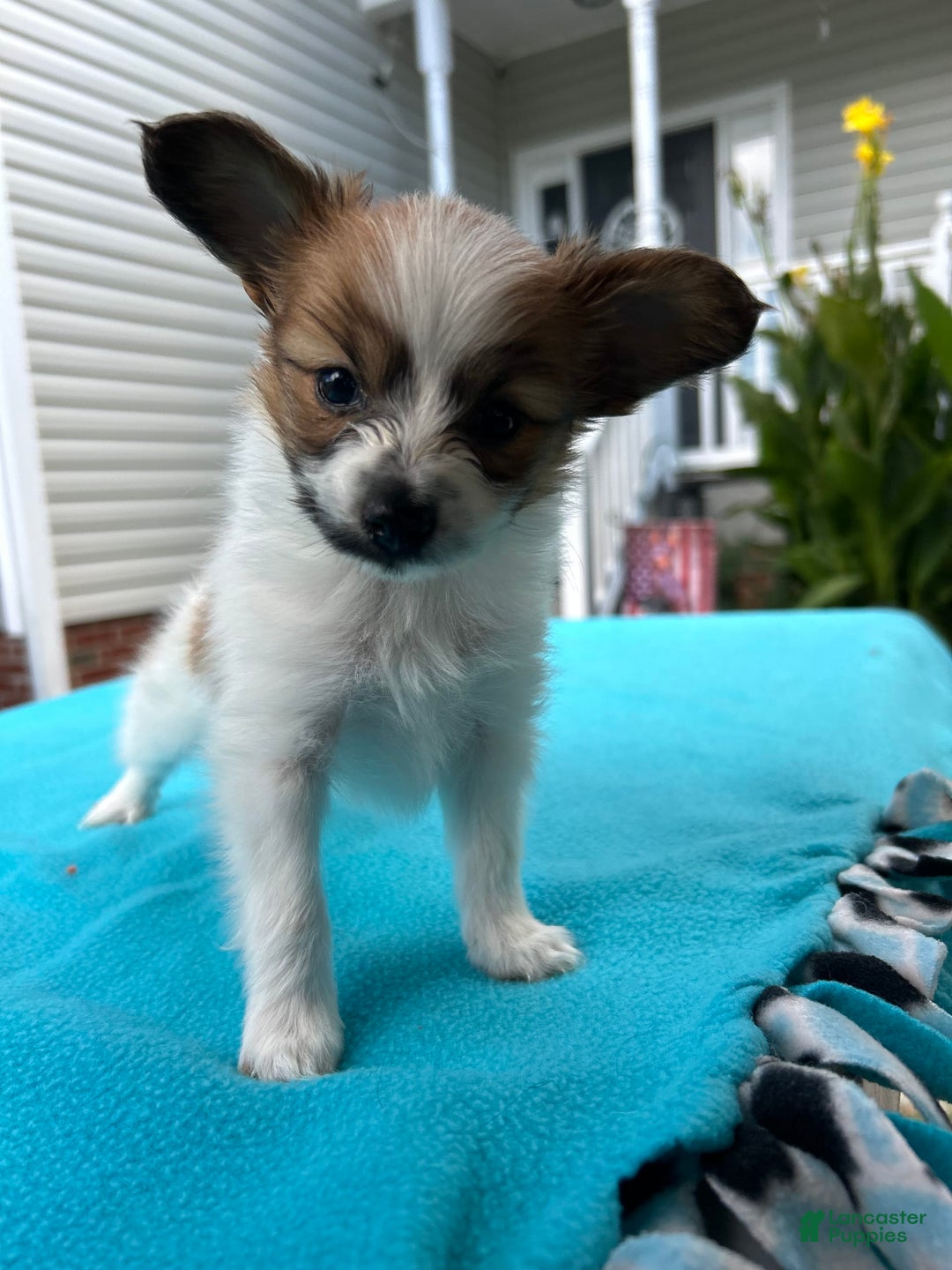 Papillon dogs for sale: Male Puppy 1 - Image 1