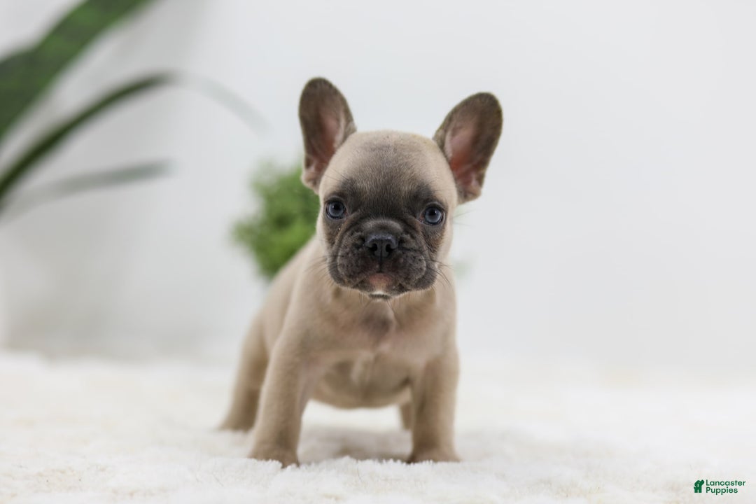 French Bulldog dogs for sale: French Bulldog 5 puppies - Image 14