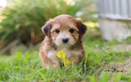 Morkie dogs for sale: Randy - Image 4