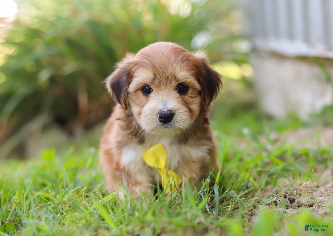 Morkie dogs for sale: Randy - Image 4
