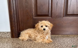 Maltipoo dogs for sale: Robbie - Image 11