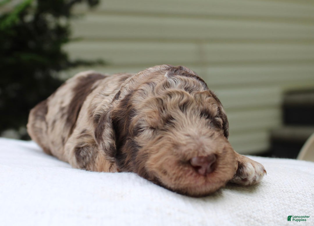 Standard Poodle dogs for sale: Denver Moyen - Image 2