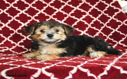 Yochon dogs for sale: Reba House Raised - Image 4