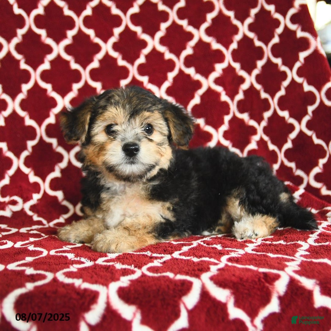 Yochon dogs for sale: Reba House Raised - Image 4
