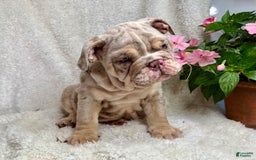English Bulldog dogs for sale: Mark - Image 1