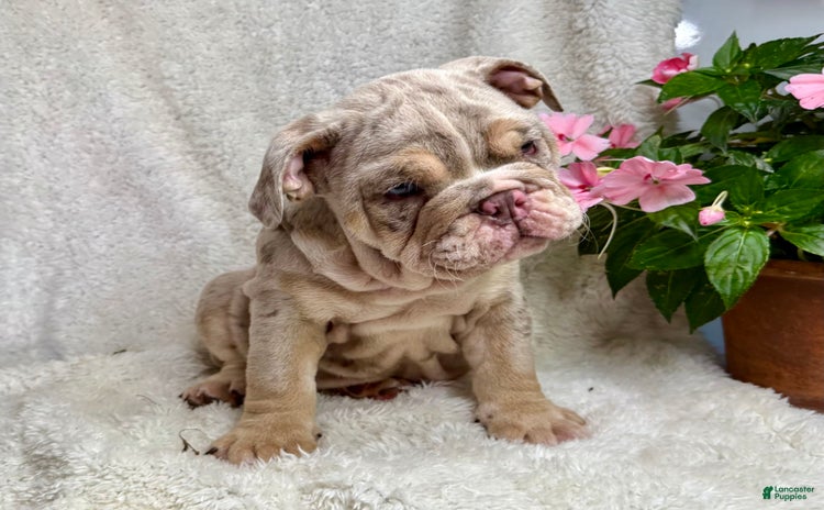 English Bulldog dogs for sale - Ad 2