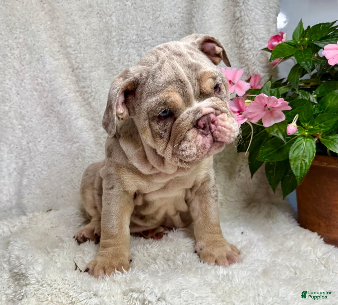 English Bulldog dogs for sale: Mark - Image 1